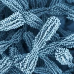 Una visualizzazione astratta e dinamica di proteine multiple che si interconnettono e formano cluster complessi, simboleggiando la similarità proteica e il campionamento genomico. Utilizzare una lente prime da 35mm con profondità di campo per mettere a fuoco alcuni cluster chiave, con uno schema di colori duotone blu e grigio per un look scientifico moderno.