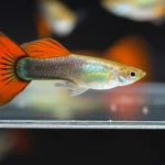 Fotografia macro di un guppy (Poecilia reticulata) femmina dai colori brillanti che nuota vicino a una barriera trasparente in un acquario da laboratorio, con altri guppy visibili sfocati sullo sfondo come stimolo sociale. Obiettivo macro da 90mm, illuminazione da studio controllata per evidenziare i dettagli del pesce e la trasparenza della barriera, alta definizione, messa a fuoco selettiva sull'occhio del pesce.