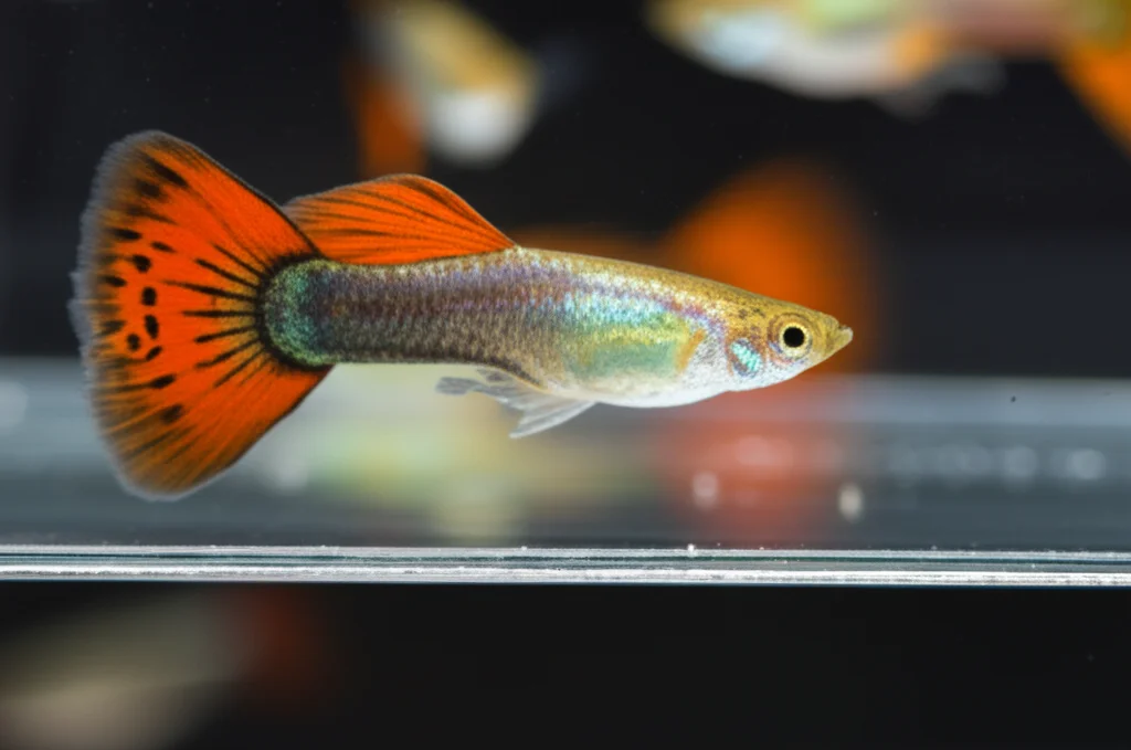 Fotografia macro di un guppy (Poecilia reticulata) femmina dai colori brillanti che nuota vicino a una barriera trasparente in un acquario da laboratorio, con altri guppy visibili sfocati sullo sfondo come stimolo sociale. Obiettivo macro da 90mm, illuminazione da studio controllata per evidenziare i dettagli del pesce e la trasparenza della barriera, alta definizione, messa a fuoco selettiva sull'occhio del pesce.