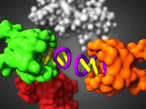 Visualizzazione 3D fotorealistica del complesso di riparazione del DNA NHEJ. Le proteine Ku70/80 (arancione e verde) circondano un'estremità rotta del DNA (giallo). La polimerasi λ (viola) è agganciata a Ku, pronta a riempire il gap. Sullo sfondo, altre proteine NHEJ come DNA-PKcs (grigio) e Ligasi IV (rosso) sono visibili. Obiettivo macro 105mm, illuminazione da studio per dettagli precisi, profondità di campo per focalizzare sull'interazione Ku-Polimerasi.