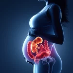 Immagine concettuale fotorealistica: una donna incinta stilizzata vista di profilo, con una luce soffusa che illumina l'addome; all'interno, una visualizzazione astratta del collegamento tra intestino (con batteri stilizzati), placenta e cervello fetale, con scie luminose rosse che indicano infiammazione. Profondità di campo, stile cinematografico, lente 35mm, duotone blu e arancio.