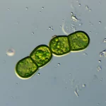 Lenti macro, 90 mm, dettagli elevati, messa a fuoco precisa, illuminazione controllata, che mostra una singola e vibrante microcystis verde aeruginosa cyanobacterium in contrasto su uno sfondo di acqua chiara e purificata, simboleggiava l'efficacia e il successo del trattamento ecf-musuring.