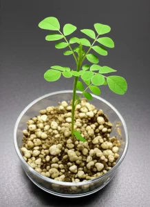 Macro fotografia, obiettivo 85mm, che mostra una vibrante e sana piantina di Psoralea corylifolia che prospera in un ambiente di laboratorio, forse in transizione da un recipiente di coltura a un piccolo vaso. Alto dettaglio, messa a fuoco precisa su foglie e stelo, illuminazione controllata che suggerisce una coltivazione in vitro e acclimatazione di successo.