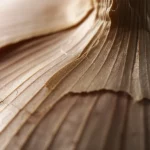 Macro fotografia di bucce d'aglio essiccate, con dettagli nitidi della loro texture, illuminate da una luce soffusa laterale che ne esalta la forma. Lente macro 100mm, alta definizione, focus preciso. Simbolo della valorizzazione degli scarti agricoli e del potenziale della laccasi.