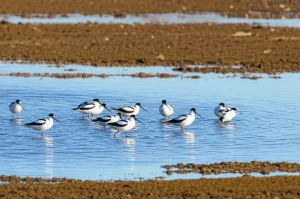 Fotografia naturalistica ad alta risoluzione di un gruppo di Avocette (Recurvirostra avosetta) in una zona umida costiera lungo la Rotta del Atlantico Orientale, alcune in acqua bassa che cercano cibo con il loro caratteristico becco ricurvo, altre in riposo sulla riva fangosa. Teleobiettivo zoom 300mm, scatto veloce per congelare l'azione, luce laterale morbida che evidenzia le piume bianche e nere, profondità di campo media per mantenere il contesto ambientale.