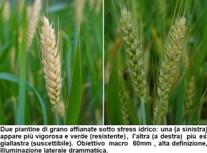 Due piantine di grano affiancate sotto stress idrico: una (a sinistra) appare più vigorosa e verde (resistente), l'altra (a destra) più appassita e giallastra (suscettibile). Obiettivo macro 60mm, alta definizione, illuminazione laterale drammatica.