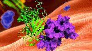 Visualizzazione 3D fotorealistica di una proteina MDMX (struttura complessa e colorata) che interagisce con la proteina P53 (altra struttura molecolare) all'interno di una rappresentazione stilizzata di una cellula tumorale polmonare. Sullo sfondo, si intravedono mitocondri e il nucleo cellulare. L'illuminazione è mirata per esaltare le forme tridimensionali delle proteine, come in una fotografia macro con obiettivo da 90mm, con profondità di campo ridotta per focalizzare l'attenzione sull'interazione proteica.