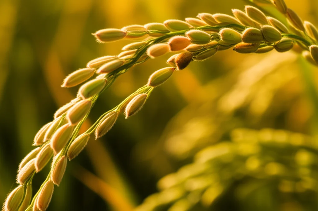 Fotografia macro di spighe di riso mature (Oryza sativa) con chicchi dorati, illuminate da una luce calda e soffusa. Obiettivo macro 100mm, high detail, precise focusing, controlled lighting, che simboleggiano il potenziale della ricerca scientifica per migliorare la qualità e la resa del riso nel contesto dello sviluppo del seme.