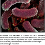 Visualizzazione 3D di mitocondri all'interno di una cellula endoteliale polmonare sotto stress meccanico, con emissione di ROS (particelle luminose rosse) che attivano la proteina HIF-1alpha (struttura proteica evidenziata). Lente macro 80mm, alta definizione, illuminazione scientifica per evidenziare i dettagli molecolari.