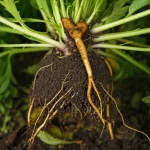 Bupleurum chinense plant with its root, showing both above-ground foliage and below-ground root system, macro lens, 70mm, high detail, precise focusing, controlled lighting.