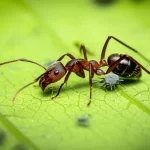 Fotografia macro con obiettivo da 85mm di una formica che interagisce da vicino con un afide su una foglia verde brillante, mettendo in mostra la loro relazione mutualistica, con elevato dettaglio, illuminazione naturale soffusa e profondità di campo che evidenzia gli insetti.