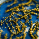 Fotografia macro, lente 100mm, di un idrogel trasparente infuso con goccioline dorate di olio essenziale di timo, applicato delicatamente su una piastrella smaltata antica blu con segni visibili di biodeterioramento (macchie scure). Illuminazione da studio controllata per enfatizzare la texture della piastrella e la traslucenza del gel, alta definizione, messa a fuoco precisa sull'interfaccia gel-piastrella.