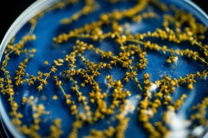 Fotografia macro, lente 100mm, di un idrogel trasparente infuso con goccioline dorate di olio essenziale di timo, applicato delicatamente su una piastrella smaltata antica blu con segni visibili di biodeterioramento (macchie scure). Illuminazione da studio controllata per enfatizzare la texture della piastrella e la traslucenza del gel, alta definizione, messa a fuoco precisa sull'interfaccia gel-piastrella.