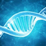 Immagine concettuale di una doppia elica di DNA astratta e luminosa, con specifici polimorfismi a singolo nucleotide (SNP) evidenziati come punti brillanti. Sullo sfondo, una rete neurale che simboleggia l'analisi dei dati genetici per la ricerca sul cancro endometriale. Obiettivo prime, 35mm, profondità di campo, duotone ciano e magenta, alta definizione, stile futuristico.