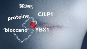 Immagine fotorealistica concettuale: una cicatrice ipertrofica visibile su pelle chiara, con una sovrapposizione grafica stilizzata che illustra le proteine CILP1 e YBX1 che 'bloccano' (simbolo di lucchetto o catena) i recettori PPARs. Illuminazione drammatica laterale, obiettivo prime 35mm, effetto duotone blu e grigio per un'atmosfera scientifica e seria, profondità di campo per mettere a fuoco la cicatrice e l'interazione proteica.