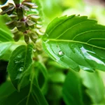 Primo piano macro di una foglia di Tulsi (Ocimum sanctum) vibrante e sana, con tricomi ghiandolari peltati ben visibili, illuminata da una luce soffusa che ne esalta la texture e il colore verde intenso. Obiettivo macro 105mm, alta definizione, con goccioline d'acqua che simulano l'applicazione fogliare di nanoparticelle, simboleggiando la vitalità e la salute potenziata della pianta.