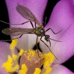 Fotografia macro ad altissima definizione di un moscerino pungente (Forcipomyiinae) mentre visita un piccolo fiore scuro di Vincetoxicum aristolochioides. L'insetto è ricoperto di polline giallo brillante, chiaramente visibile sul suo corpo e sulle zampe. Obiettivo macro 105mm, illuminazione da studio controllata per massimizzare i dettagli e il contrasto tra l'insetto scuro, il fiore e il polline. Profondità di campo ridotta per isolare il soggetto.