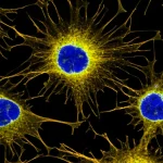 Cellule staminali mesenchimali (MSC) invecchiate che mostrano segni di ringiovanimento dopo trattamento con inibitore di CD45, visualizzate al microscopio in un laboratorio di ricerca avanzato, lente macro 105mm, illuminazione controllata, alta definizione, focus sulla vitalità e morfologia cellulare migliorata.