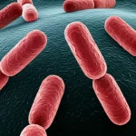 Photorealistic macro image of antibiotic-resistant bacteria thriving in a complex microbial environment, controlled lighting, 100mm macro lens, high detail, precise focusing.