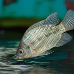 Primo piano fotorealistico di una Tilapia del Nilo (Oreochromis niloticus) in salute che emerge dall'acqua limpida di un impianto di acquacoltura sostenibile. Luce naturale, messa a fuoco nitida sul pesce, obiettivo prime 35mm, profondità di campo.