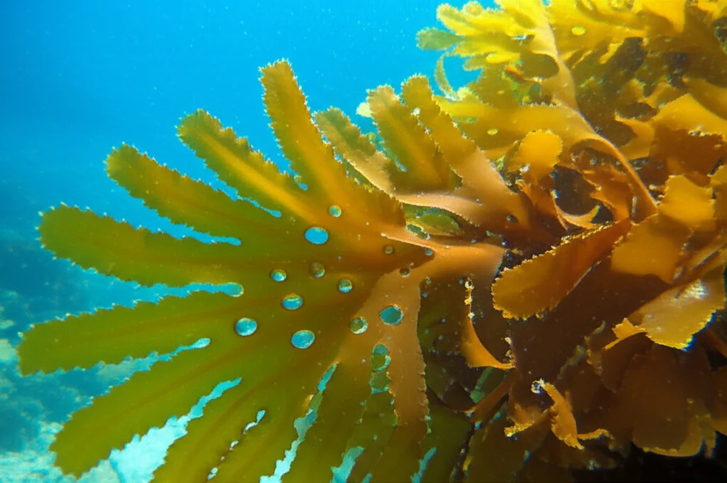 Macro fotografia di alga bruna Dictyota ciliolata, 100mm Macro lens, alta definizione, illuminazione controllata, che mostra le sue fronde dettagliate e ondulate, con goccioline d'acqua che ne esaltano la texture. Sullo sfondo, leggermente sfocato, si intravede l'ambiente marino costiero da cui proviene.
