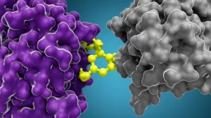 Immagine concettuale fotorealistica dell'interazione tra la proteina SHOC2 (struttura complessa, colore viola) e una proteina RAS mutata (struttura più piccola, colore grigio scuro), con una piccola molecola inibitrice (gialla brillante) che si interpone nel sito di legame. Prime lens, 35mm, profondità di campo accentuata, duotone blu e grigio per un effetto scientifico sofisticato, illuminazione laterale che crea ombre e mette in risalto le texture delle proteine.