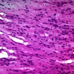 Primo piano macro, lente 100mm, di un frammento di tessuto ovarico di pecora dopo crioconservazione e trattamento enzimatico con TrypLE, illuminazione controllata da laboratorio che evidenzia la struttura tissutale ben preservata e i follicoli intatti, alta definizione, focus preciso sulla vitalità cellulare migliorata.