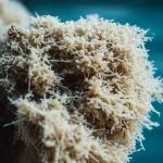 Fotografia macro di un aggregato di neve marina illuminato controluce, obiettivo macro 90mm, alta definizione dei detriti organici e dei microrganismi adesi, con un leggero effetto bokeh sullo sfondo acquatico scuro.