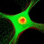 Immagine macro 105mm ad alta definizione del nucleus accumbens di un topo, illuminazione controllata per evidenziare i neuroni D1 (in verde) e D2 (in rosso), simboleggiando la ricerca sulla neurobiologia della dipendenza da fentanyl e le differenze genetiche osservate.