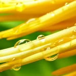 Macro fotografia di uno stigma di fiore di monocotiledone (ad esempio un giglio o una bromelia) umido, con goccioline di essudato brillanti alla luce, obiettivo macro 100mm, alta definizione, illuminazione controllata per evidenziare la texture e la traslucenza dell'essudato, sfondo floreale sfocato.