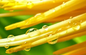 Macro fotografia di uno stigma di fiore di monocotiledone (ad esempio un giglio o una bromelia) umido, con goccioline di essudato brillanti alla luce, obiettivo macro 100mm, alta definizione, illuminazione controllata per evidenziare la texture e la traslucenza dell'essudato, sfondo floreale sfocato.