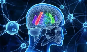 Visualizzazione concettuale dell'asse intestino-cervello nel contesto dell'Alzheimer: un'immagine divisa o sovrapposta che mostra neuroni stilizzati e placche amiloidi collegati a una rappresentazione vibrante del microbioma intestinale, obiettivo grandangolare 24mm, profondità di campo, colori a due tonalità (blu cerebrale e verde intestinale) per un effetto suggestivo.