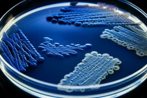 Immagine concettuale della resistenza antimicrobica: una piastra di Petri con colonie batteriche illuminate da una luce bluastra, con alcune aree in cui i batteri crescono vicino a dischetti di antibiotici, simboleggiando la resistenza. Lente macro 90mm, alta definizione, illuminazione controllata da laboratorio, sfondo scuro.