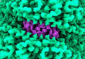 Immagine concettuale fotorealistica del trasportatore poliamminico vescicolare umano (hVPAT) incastonato in una membrana cellulare, che mostra la sua struttura a doppio lobo e il sito di legame centrale per le poliammine. Stile macro, 100mm, illuminazione controllata, alta definizione.