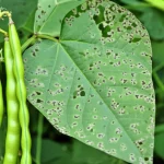 Immagine fotorealistica, lente macro 100mm, che mostra baccelli di fagiolo mungo sani e di un verde vibrante affiancati a una foglia gravemente colpita dalla maculatura fogliare da Cercospora (macchie brune diffuse), alto dettaglio, messa a fuoco precisa, rappresentando la sfida e l'obiettivo del miglioramento genetico per la resistenza.