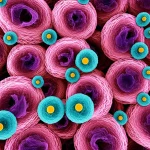 Illustrazione artistica e fotorealistica del microambiente tumorale della vescica, con cellule immunitarie che interagiscono con le cellule cancerose. Colori vibranti ma con un'atmosfera seria, suggerendo la complessità della battaglia interna. Dettagli cellulari visibili, quasi come una fotografia al microscopio potenziata. Obiettivo macro 90mm, illuminazione da studio.