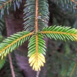Immagine fotorealistica di un esemplare di Abies beshanzuensis in una foresta montana nebbiosa, con dettagli macro sulle sue foglie aghiformi verde scuro, alcune delle quali mostrano un leggero ingiallimento alla base, segno di stress. Illuminazione diffusa e controllata per evidenziare la texture degli aghi e la corteccia dell'albero. Obiettivo macro 100mm, alta definizione, profondità di campo ridotta per mettere a fuoco gli aghi in primo piano.