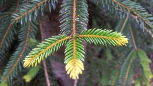 Immagine fotorealistica di un esemplare di Abies beshanzuensis in una foresta montana nebbiosa, con dettagli macro sulle sue foglie aghiformi verde scuro, alcune delle quali mostrano un leggero ingiallimento alla base, segno di stress. Illuminazione diffusa e controllata per evidenziare la texture degli aghi e la corteccia dell'albero. Obiettivo macro 100mm, alta definizione, profondità di campo ridotta per mettere a fuoco gli aghi in primo piano.
