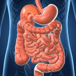 Immagine concettuale di una ricostruzione intestinale innovativa, visualizzata con un rendering 3D medico ad alta risoluzione che mostra l'anatomia dell'esofago, del duodeno e dell'intestino tenue coinvolti nella tecnica aji-DTR. Illuminazione da studio che evidenzia i dettagli anatomici, sfondo neutro e pulito. Macro lens, 70mm, high detail, precise focusing.