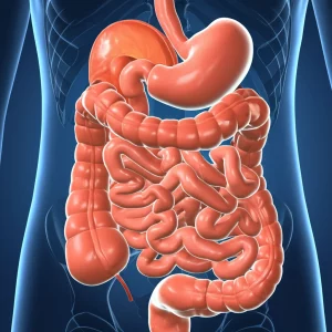 Immagine concettuale di una ricostruzione intestinale innovativa, visualizzata con un rendering 3D medico ad alta risoluzione che mostra l'anatomia dell'esofago, del duodeno e dell'intestino tenue coinvolti nella tecnica aji-DTR. Illuminazione da studio che evidenzia i dettagli anatomici, sfondo neutro e pulito. Macro lens, 70mm, high detail, precise focusing.
