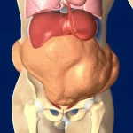 Illustrazione medica che mostra una sezione trasversale del corpo umano evidenziando l'accumulo di grasso viscerale attorno agli organi e una colonna vertebrale con segni di ridotta densità ossea. Illuminazione da studio, obiettivo macro 80mm, alta definizione per dettagli anatomici.