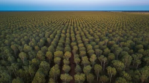 Immagine aerea di una piantagione di eucalipti, ripresa da un drone con sensore LiDAR, grandangolo 15mm, long exposure per mostrare il percorso di volo del drone come una scia luminosa sopra le chiome uniformi degli alberi, luce del crepuscolo, sharp focus sull'intera piantagione.