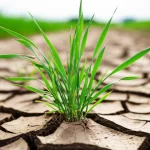 Primo piano drammatico di terreno agricolo secco e screpolato con una giovane pianta di grano che lotta per crescere, simboleggiando lo stress da siccità. Sullo sfondo sfocato, diverse pratiche agricole (una più organica, una più convenzionale). Macro lens, 70mm, high detail, precise focusing, controlled lighting, profondità di campo ridotta.
