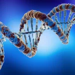 Immagine concettuale fotorealistica: una doppia elica di DNA stilizzata si intreccia con la rappresentazione di un anticorpo IgA mancante (spazio vuoto) e un'articolazione del ginocchio infiammata, simboleggiando la complessa interazione tra genetica, immunodeficienza (SIgAD) e malattia autoimmune (AIG). Macro lens, 100mm, high detail, precise focusing, sfondo scientifico astratto e sfocato.