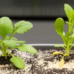 Immagine fotorealistica, obiettivo macro 90mm, che mostra una piantina di Arabidopsis thaliana resiliente, leggermente più verde e vigorosa, che cresce su un terreno con visibili tracce di sale, accanto a una piantina simile ma visibilmente più stressata e leggermente ingiallita. La scena simboleggia il ruolo protettivo del gene AtDUF569 contro lo stress salino, con alta definizione dei dettagli fogliari e del suolo, messa a fuoco precisa sulla pianta più sana, illuminazione controllata da studio.