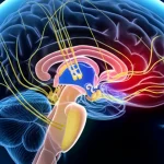 Visualizzazione artistica e fotorealistica delle connessioni neurali tra i gangli della base e il cervelletto nel cervello umano, con un focus sull'effetto modulatorio della levodopa, colori vibranti su sfondo scuro, high detail, prime lens 35mm, depth of field.