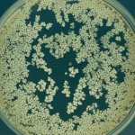 Colonia del fungo Fusarium pseudograminearum che cresce su una piastra di Petri con terreno PDA, accanto a gocce di fungicida metconazolo. Illuminazione da laboratorio controllata, focus preciso sulla colonia fungina, obiettivo macro 100mm, alta definizione dei dettagli miceliali.