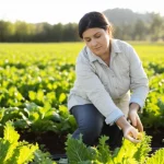 Donna agricoltrice esperta che ispeziona con cura le sue coltivazioni in un campo rigoglioso, luce mattutina diffusa. Obiettivo da 50mm, profondità di campo media per mostrare sia la figura che il contesto agricolo eco-efficiente. L'immagine evoca sostenibilità e competenza femminile nel settore.