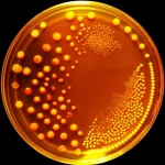 Colonie di lievito ingegnerizzato che mostrano diverse pigmentazioni carotenoidi (dal giallo al rosso intenso) su piastre di Petri in un ambiente di laboratorio. Lente macro 100mm, illuminazione controllata per evidenziare i colori vibranti e i dettagli delle colonie, alta definizione.