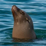 Fotografia naturalistica di un leone marino californiano (Zalophus californianus) esperto, forse Ronan, che emerge dall'acqua con la testa alta, con gocce d'acqua che volano. Obiettivo teleobiettivo zoom (es. 100-400mm), alta velocità dell'otturatore per congelare il movimento, tracciamento del movimento, luce naturale brillante che evidenzia la pelliccia bagnata e gli occhi intelligenti. Sfondo leggermente sfocato con onde dell'oceano.